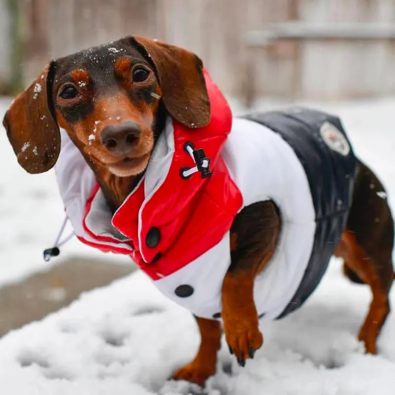 Premium Moncler Inspired Hooded Puffer Vest for Dogs | Petiboo